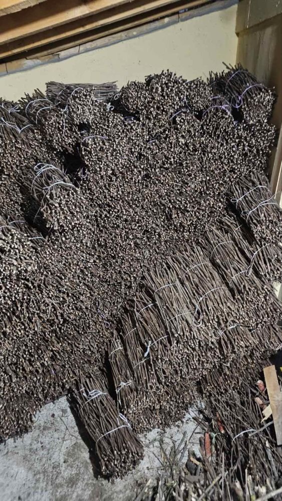 NA PRODAJU: Isečena Loza 1. KLASE za Kalemljenje (Kober BB)